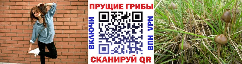 Галлюциногенные грибы GOLDEN TEACHER  omg зеркало  Наволоки 